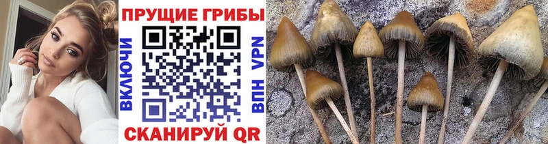 купить закладку  Валуйки  Галлюциногенные грибы Psilocybine cubensis 